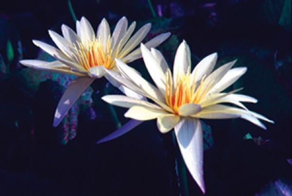 Charleston Aquatic Nurseries Pond Plants Charleston Eldorado