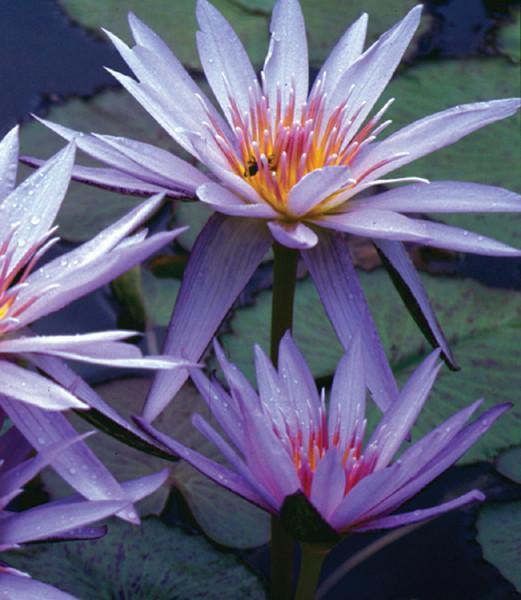 Charleston Aquatic Nurseries Pond Plants Charleston Electra