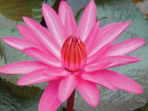 Charleston Aquatic Nurseries Pond Plants Charleston Emily Grant Hutchings