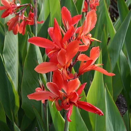 Charleston Aquatic Nurseries Pond Plants Charleston Endeavour (Red Longwood Canna)