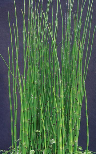 Charleston Aquatic Nurseries Pond Plants Charleston Equisetum hymale (Horsetail)
