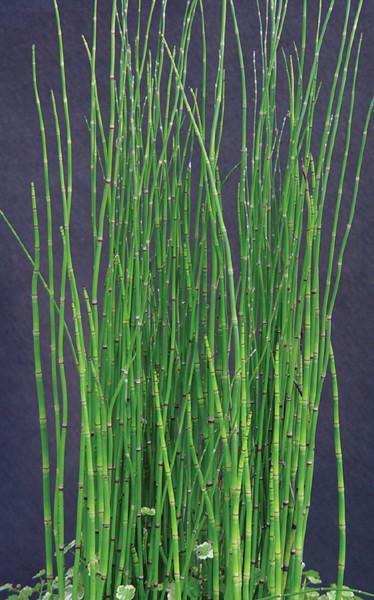 Charleston Aquatic Nurseries Pond Plants Charleston Equisetum hymale (Horsetail)
