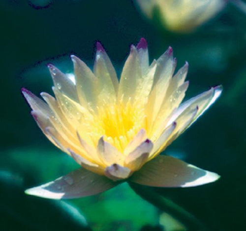 Charleston Aquatic Nurseries Pond Plants Charleston Green Smoke