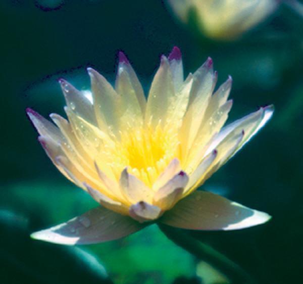 Charleston Aquatic Nurseries Pond Plants Charleston Green Smoke