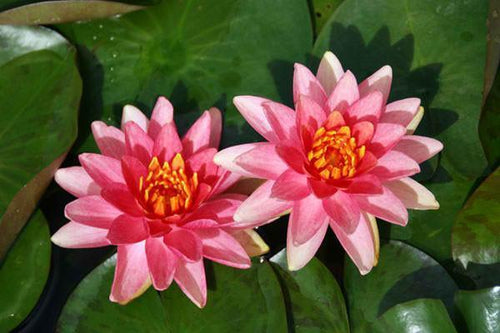 Charleston Aquatic Nurseries Pond Plants Charleston Gypsy