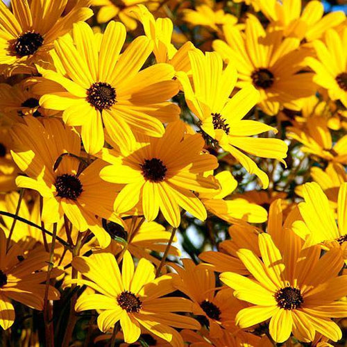 Charleston Aquatic Nurseries Pond Plants Charleston Helianthus angustifolius (Swamp sunflower)