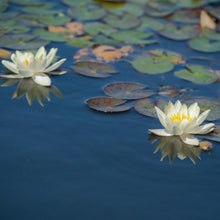 Load image into Gallery viewer, Charleston Aquatic Nurseries Pond Plants Charleston Helvola