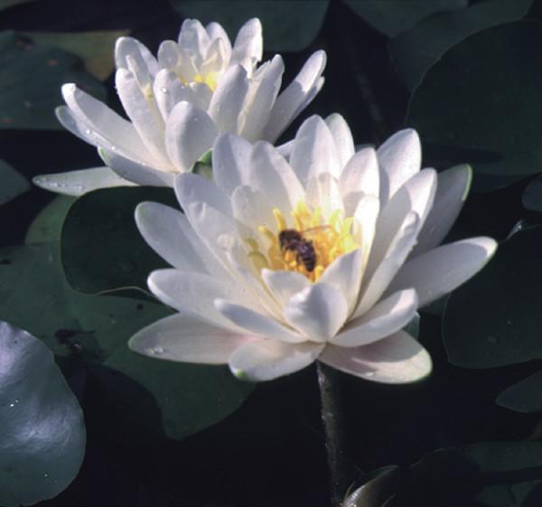 Charleston Aquatic Nurseries Pond Plants Charleston Hermine