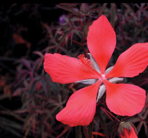 Charleston Aquatic Nurseries Pond Plants Charleston Hibiscus coccineus (Scarlet rosemallow)