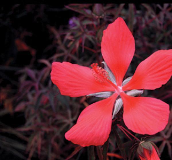 Charleston Aquatic Nurseries Pond Plants Charleston Hibiscus coccineus (Scarlet rosemallow)