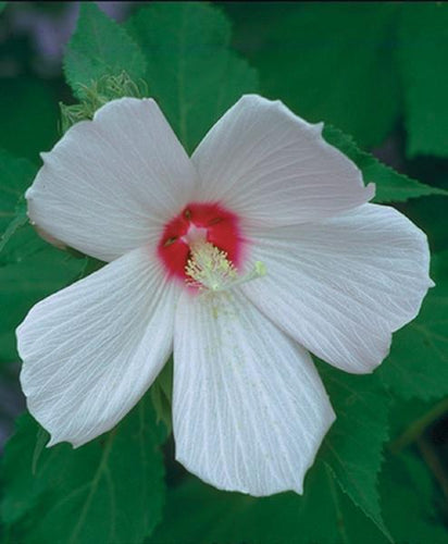 Charleston Aquatic Nurseries Pond Plants Charleston Hibiscus moschuetos (Swamp hibiscus)