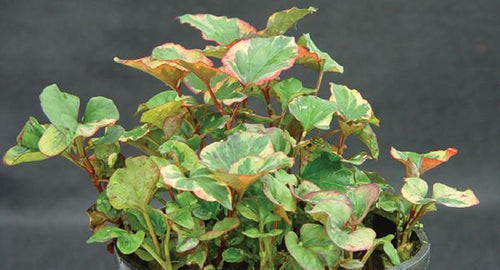 Charleston Aquatic Nurseries Pond Plants Charleston Houttuynia cordata Variegata (Chameleon plant)