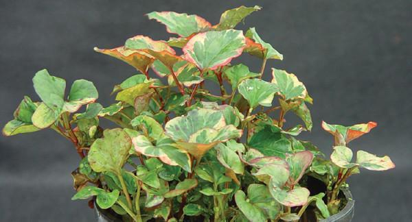 Charleston Aquatic Nurseries Pond Plants Charleston Houttuynia cordata Variegata (Chameleon plant)