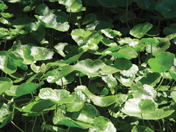 Charleston Aquatic Nurseries Pond Plants Charleston Hydrocotle verticillata (Water pennywort)