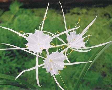 Charleston Aquatic Nurseries Pond Plants Charleston Hymenocallis liriosme (Spider lily)