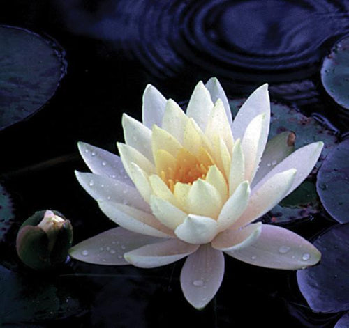 Charleston Aquatic Nurseries Pond Plants Charleston Inner Light