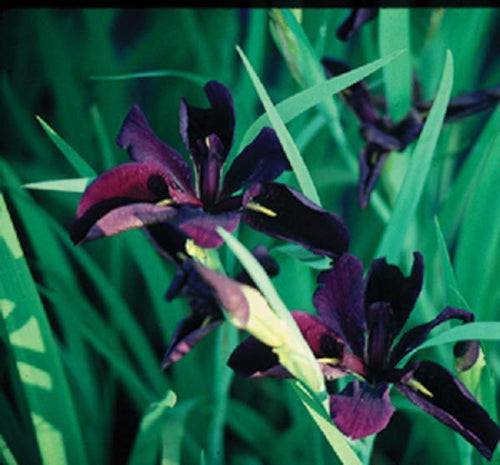 Charleston Aquatic Nurseries Pond Plants Charleston Iris Black Gamecock