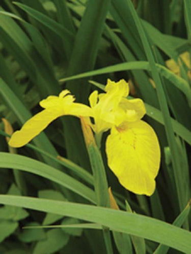 Charleston Aquatic Nurseries Pond Plants Charleston Iris pseudacorus (Yellow flag Iris)