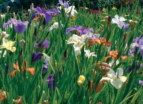 Charleston Aquatic Nurseries Pond Plants Charleston Iris spp.