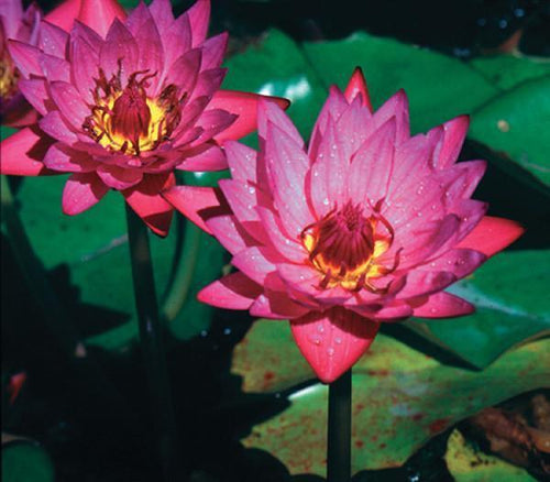 Charleston Aquatic Nurseries Pond Plants Charleston Jack Wood