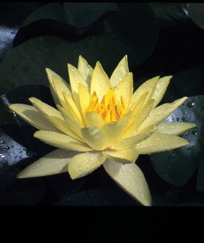 Charleston Aquatic Nurseries Pond Plants Charleston Joey Tomocik