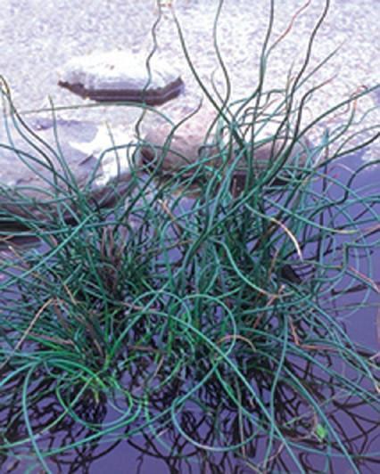 Charleston Aquatic Nurseries Pond Plants Charleston Juncus effusus Spiralis (Corkscrew rush)