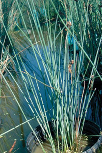 Charleston Aquatic Nurseries Pond Plants Charleston Juncus glauca (Blue rush)