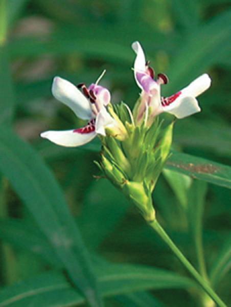 Charleston Aquatic Nurseries Pond Plants Charleston Justicia americana (Water willow)