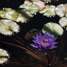 Load image into Gallery viewer, Charleston Aquatic Nurseries Pond Plants Charleston King of Siam