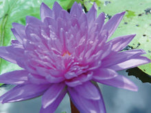 Load image into Gallery viewer, Charleston Aquatic Nurseries Pond Plants Charleston King of Siam