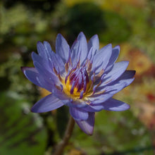 Load image into Gallery viewer, Charleston Aquatic Nurseries Pond Plants Charleston King of Siam