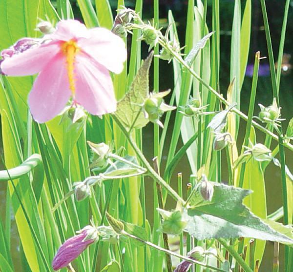 Charleston Aquatic Nurseries Pond Plants Charleston Kosteletzkya virginica (Seashore mallow)