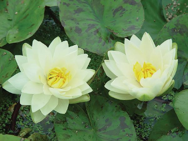 Charleston Aquatic Nurseries Pond Plants Charleston Lemon Chiffon