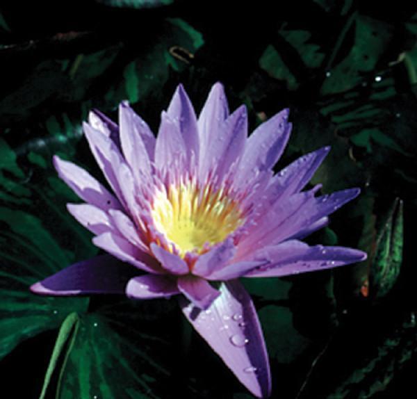 Charleston Aquatic Nurseries Pond Plants Charleston Leopardess