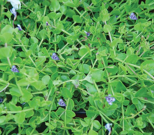 Charleston Aquatic Nurseries Pond Plants Charleston Lindernia grandifolia (Blue moneywort)