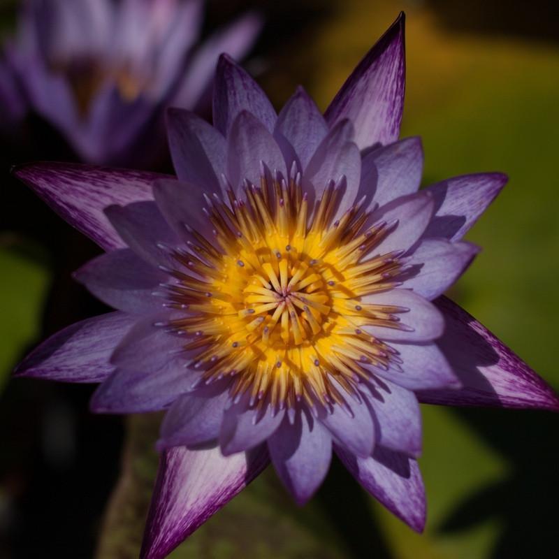 Charleston Aquatic Nurseries Pond Plants Charleston Lindsey Woods