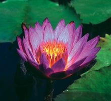 Load image into Gallery viewer, Charleston Aquatic Nurseries Pond Plants Charleston Lindsey Woods