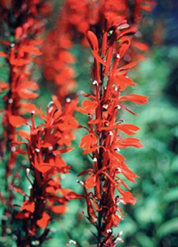 Charleston Aquatic Nurseries Pond Plants Charleston Lobelia cardinalis (Cardinal flower)