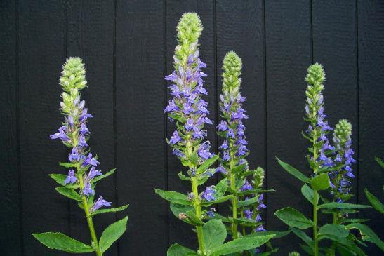 Charleston Aquatic Nurseries Pond Plants Charleston Lobelia siphilitica (Great blue Lobelia)
