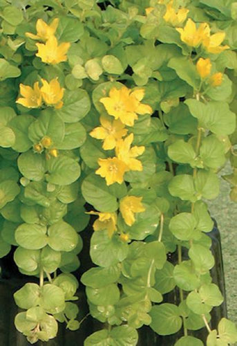 Charleston Aquatic Nurseries Pond Plants Charleston Lysimachia nummularia Aurea (Golden creeping Jenny)