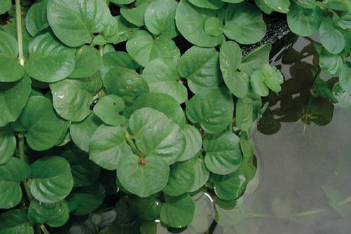 Charleston Aquatic Nurseries Pond Plants Charleston Lysimachia nummularia (Creeping Jenny)