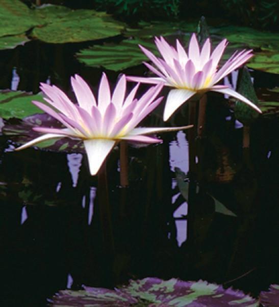 Charleston Aquatic Nurseries Pond Plants Charleston Madame Ganna Walska