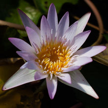 Load image into Gallery viewer, Charleston Aquatic Nurseries Pond Plants Charleston Madame Ganna Walska