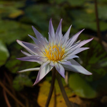 Load image into Gallery viewer, Charleston Aquatic Nurseries Pond Plants Charleston Madame Ganna Walska