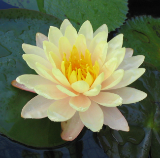 Charleston Aquatic Nurseries Pond Plants Charleston Mangkala Ubol