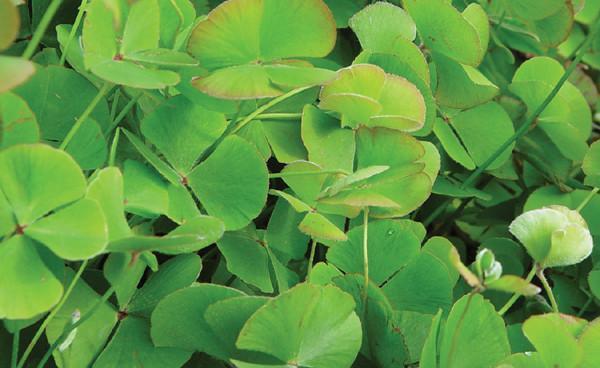 Charleston Aquatic Nurseries Pond Plants Charleston Marsilea quadrifolia (Hardy four leaf clover)