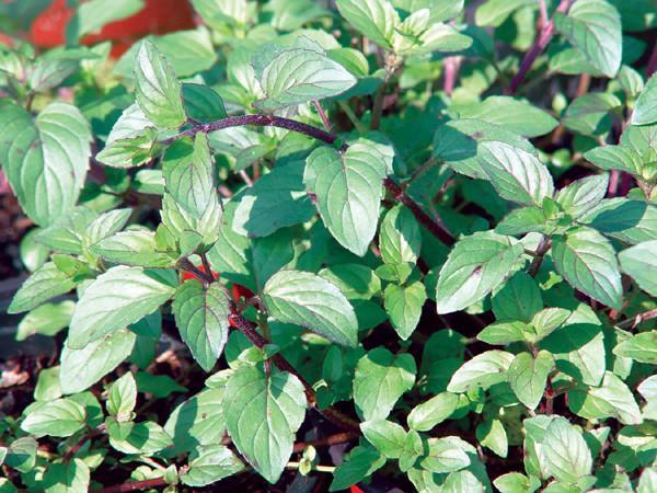 Charleston Aquatic Nurseries Pond Plants Charleston Mentha aquatica (Water mint)