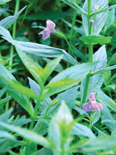 Charleston Aquatic Nurseries Pond Plants Charleston Mimulus ringens (Lavender musk)
