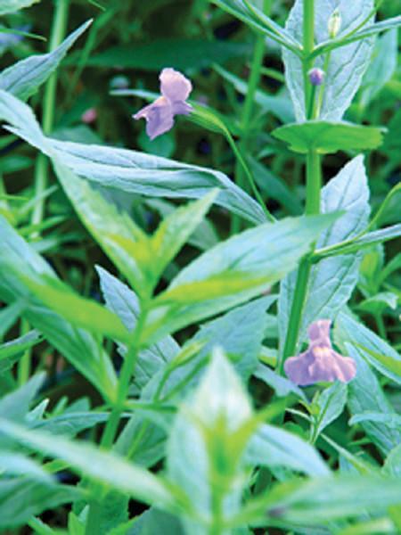 Charleston Aquatic Nurseries Pond Plants Charleston Mimulus ringens (Lavender musk)