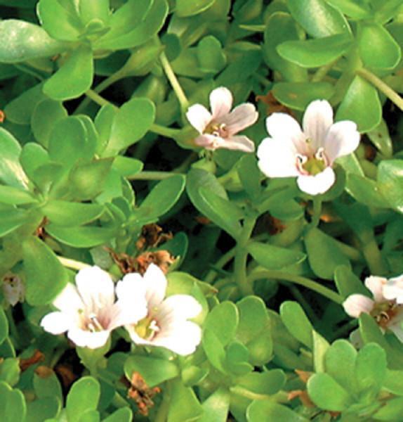 Charleston Aquatic Nurseries Pond Plants Charleston Monnieri (Moneywort Bacopa)
